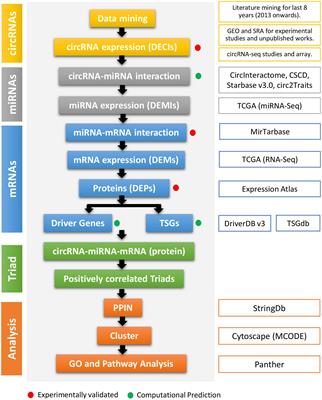 Cancer-Associated circRNA–miRNA–mRNA Regulatory Networks: A Meta-Analysis